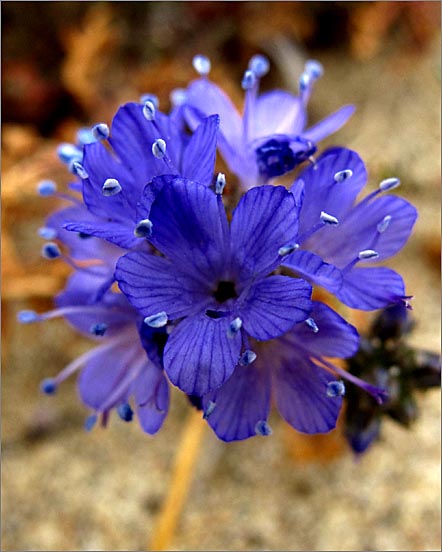 sm 406 Dune Gilia.jpg - Dune Gilia (Gilia capitata ssp. chamissonis): This native grew on the dunes in straight sand.